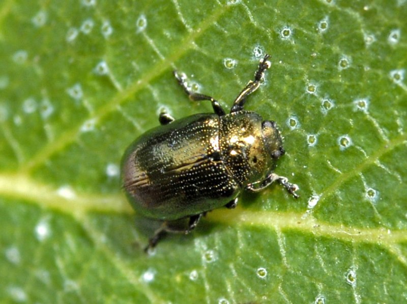 Phratora cf. vitellinae, Chrysomelidae